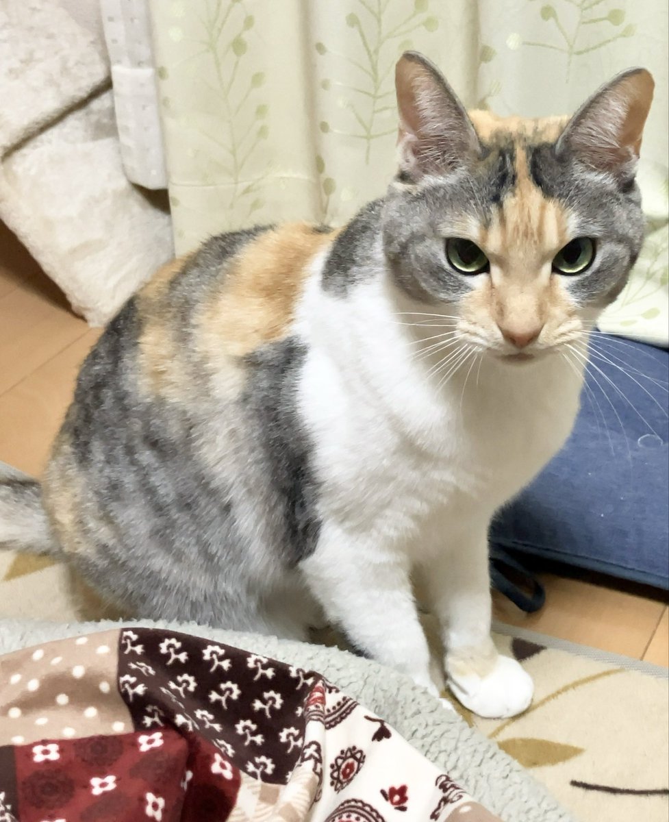 三毛猫のひめちゃん (@mikehime0707) / Posts / X
