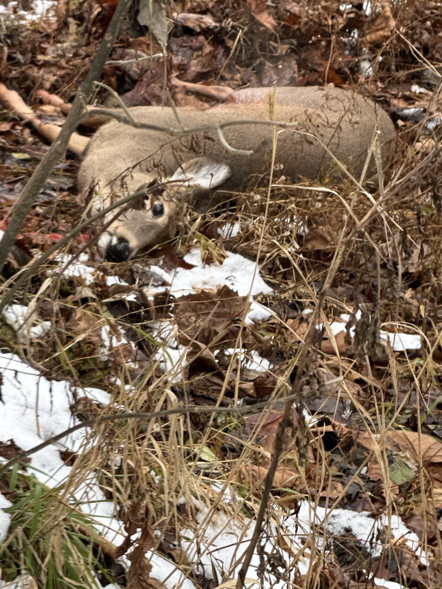 CCrunner609's tweet image. Been a long season and passed up a lot of deer.  Decided I need to tag something.