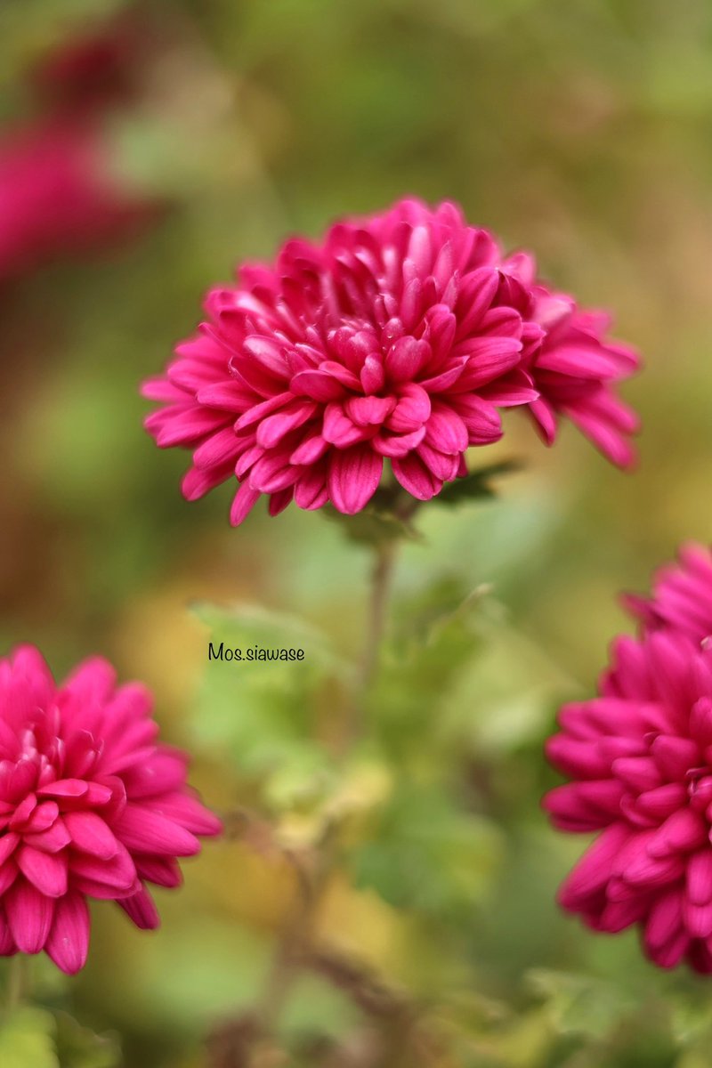 ❤️キクさま❤️ シクフォニ モチーフ折りたたみ傘 暇72 - シクストア【公式グッズ