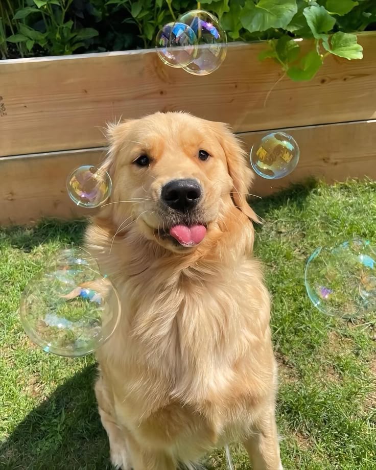 Doglover (@puppiesdoglover) on Twitter photo 