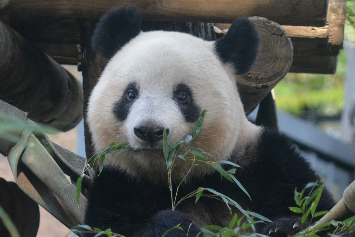 パンダ