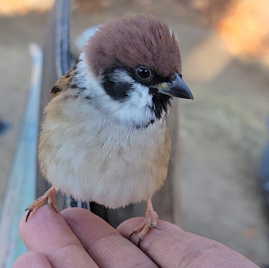 ピピピ (@pi_pipi33) / Posts / X