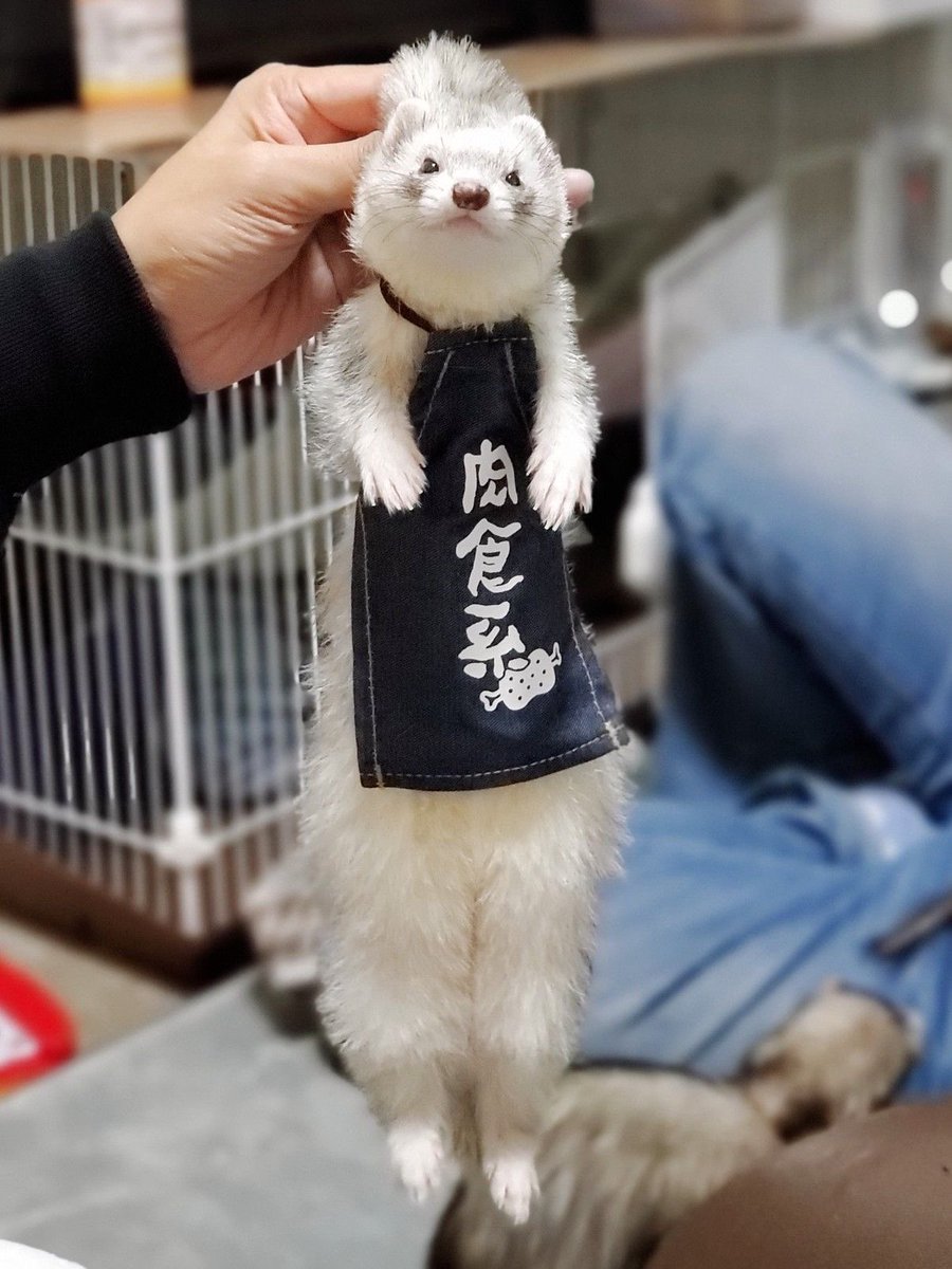 肉食系女子のみじょれがおはようございますッ

最近ひよこ食べてないんだけど？？？
つくねだけすき焼き肉食べててズルいんだけど？

お肉ちょーだい