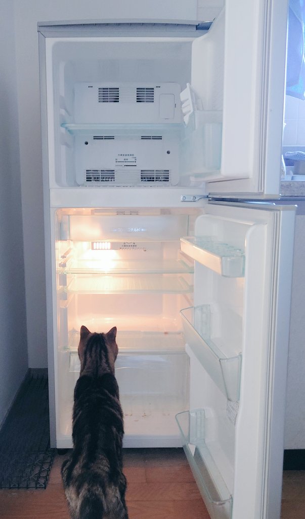 まゆゆ 冷蔵庫 さつきさん、もう少ししたらこの冷蔵庫ともお別れだよ。 23年間