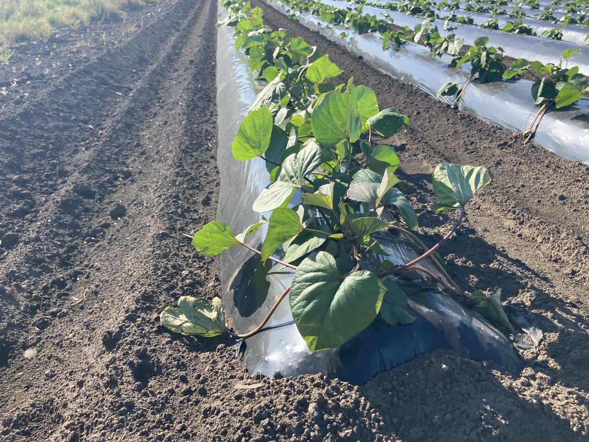 ＼ニュース掲載のお知らせ📢／
生分解マルチフィルムに関するニュースを掲載しました
「生分解マルチフィルム『ネイチャーマスター®』に穴あきタイプを追加」

ぜひご覧ください👇
prtimes.jp/main/html/rd/p…
#昭光通商 #素材商社 #商社 #ニュース