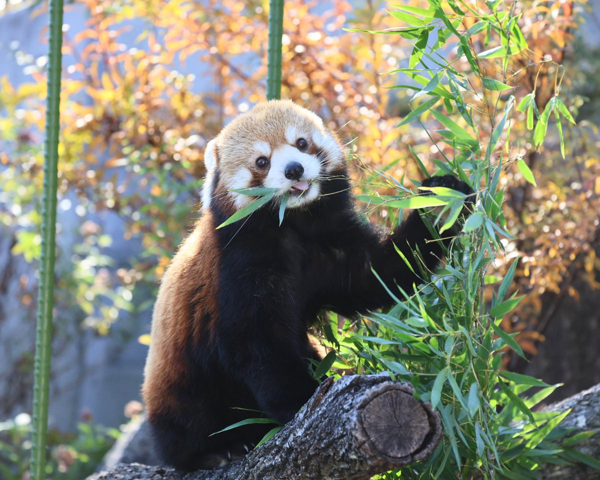 もぐもぐ令くん🌿

＃東山動植物園　＃レッサーパンダ