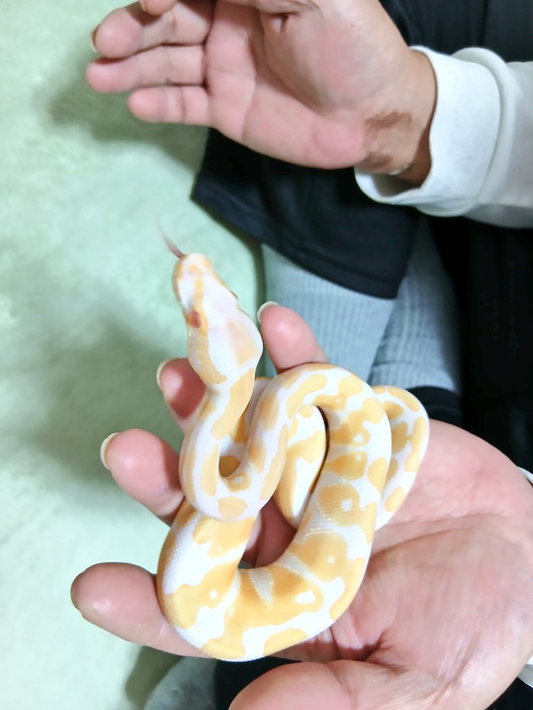 mata1177's tweet image. おはようございます(* ﾟ∀ﾟ)
#バナナの家
#ボールパイソン
#ballpython 
#爬虫類