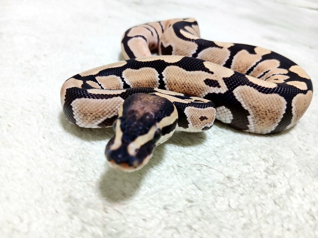 mata1177's tweet image. おはようございます(* ﾟ∀ﾟ)
#バナナの家
#ボールパイソン
#ballpython 
#爬虫類