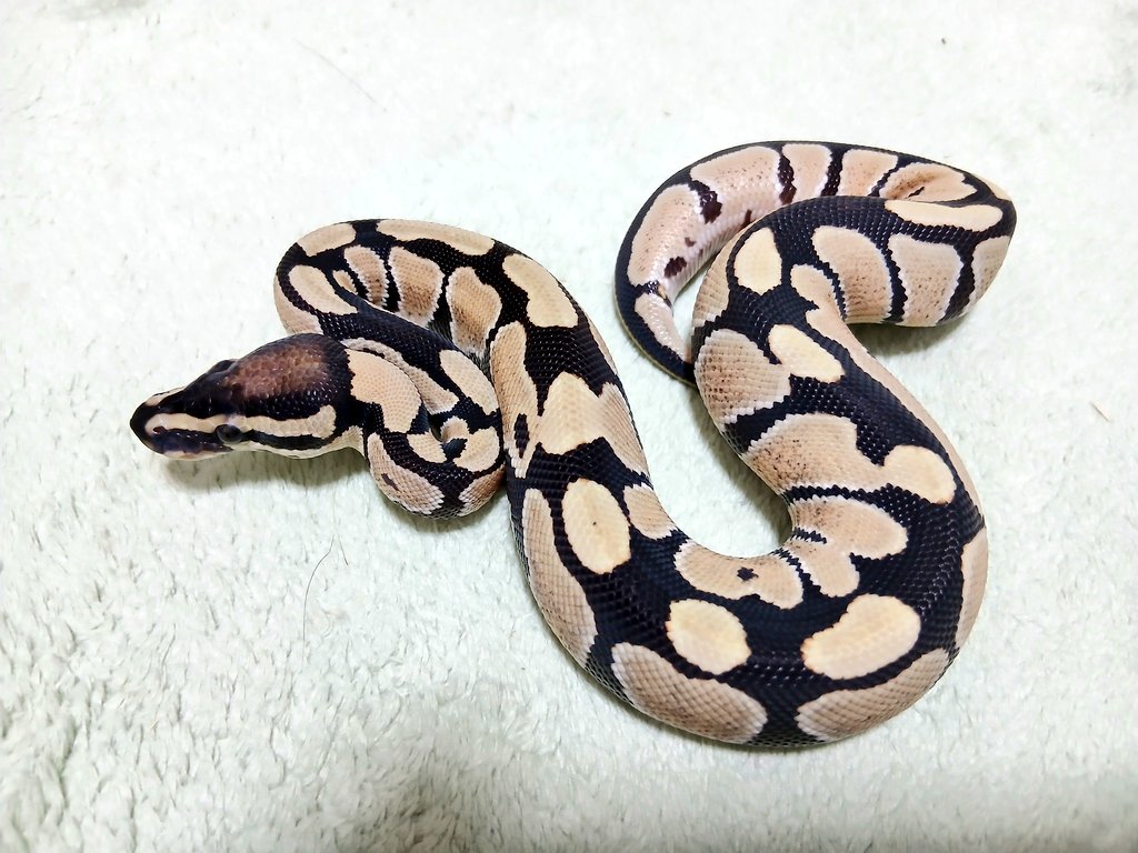 mata1177's tweet image. おはようございます(* ﾟ∀ﾟ)
#バナナの家
#ボールパイソン
#ballpython 
#爬虫類