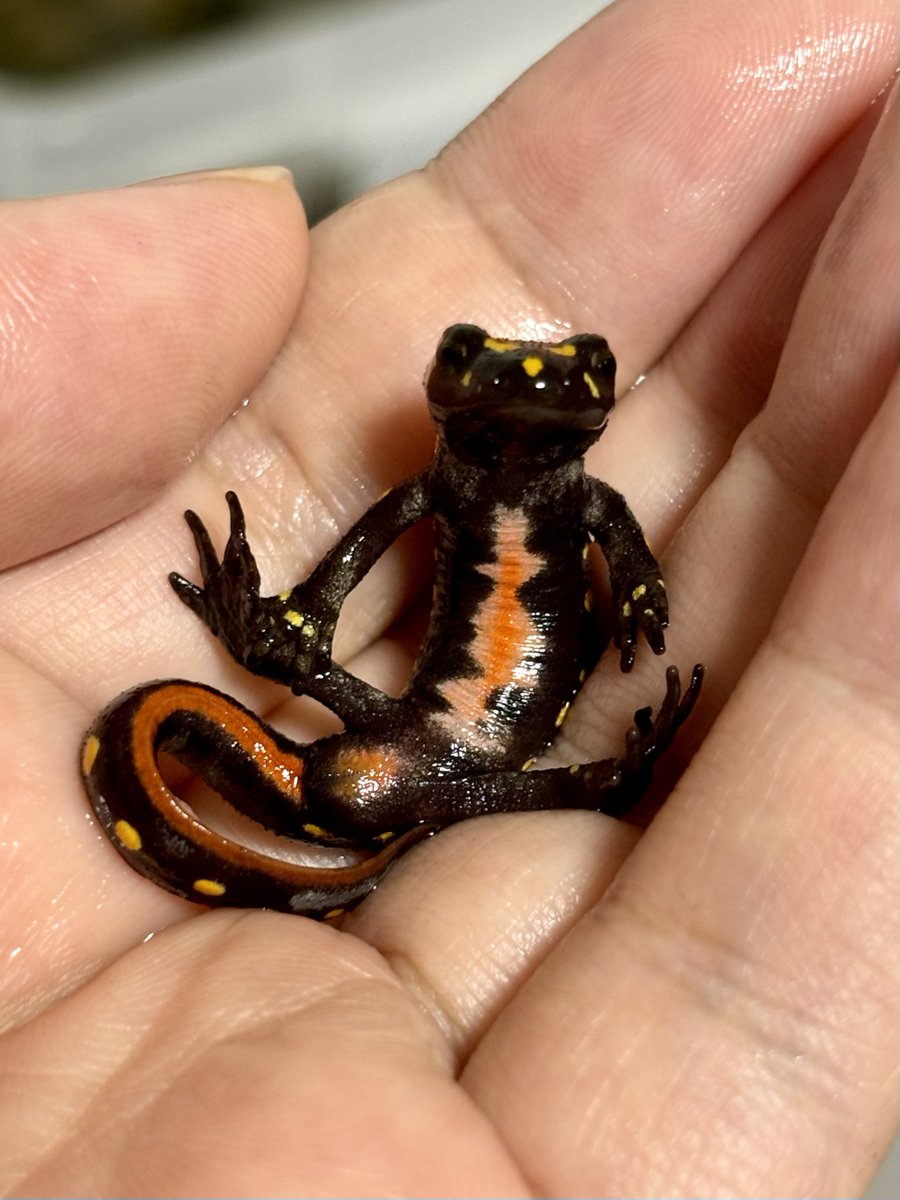 ストラウヒツエイモリ