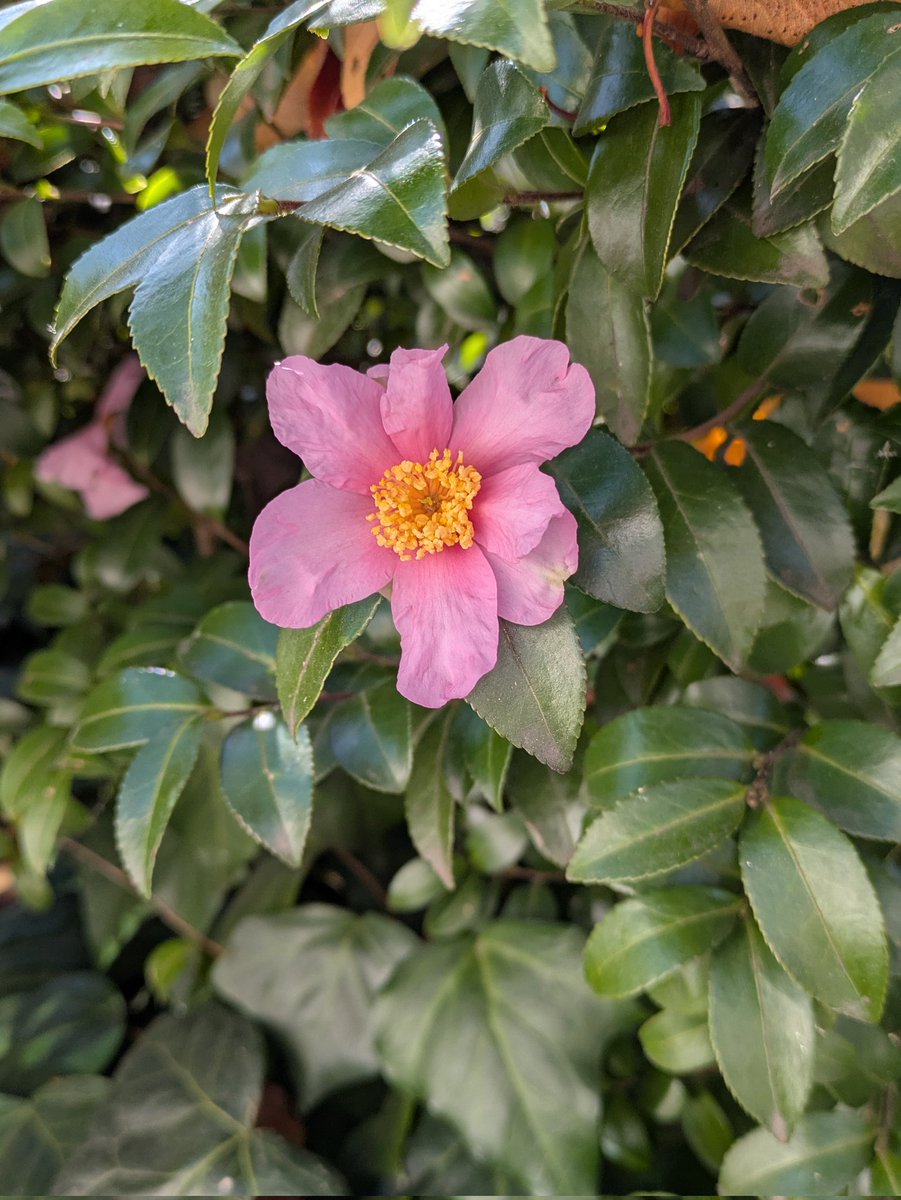 スピリチュアルティーチャー🌸優 (@LOishi57) / Posts / X