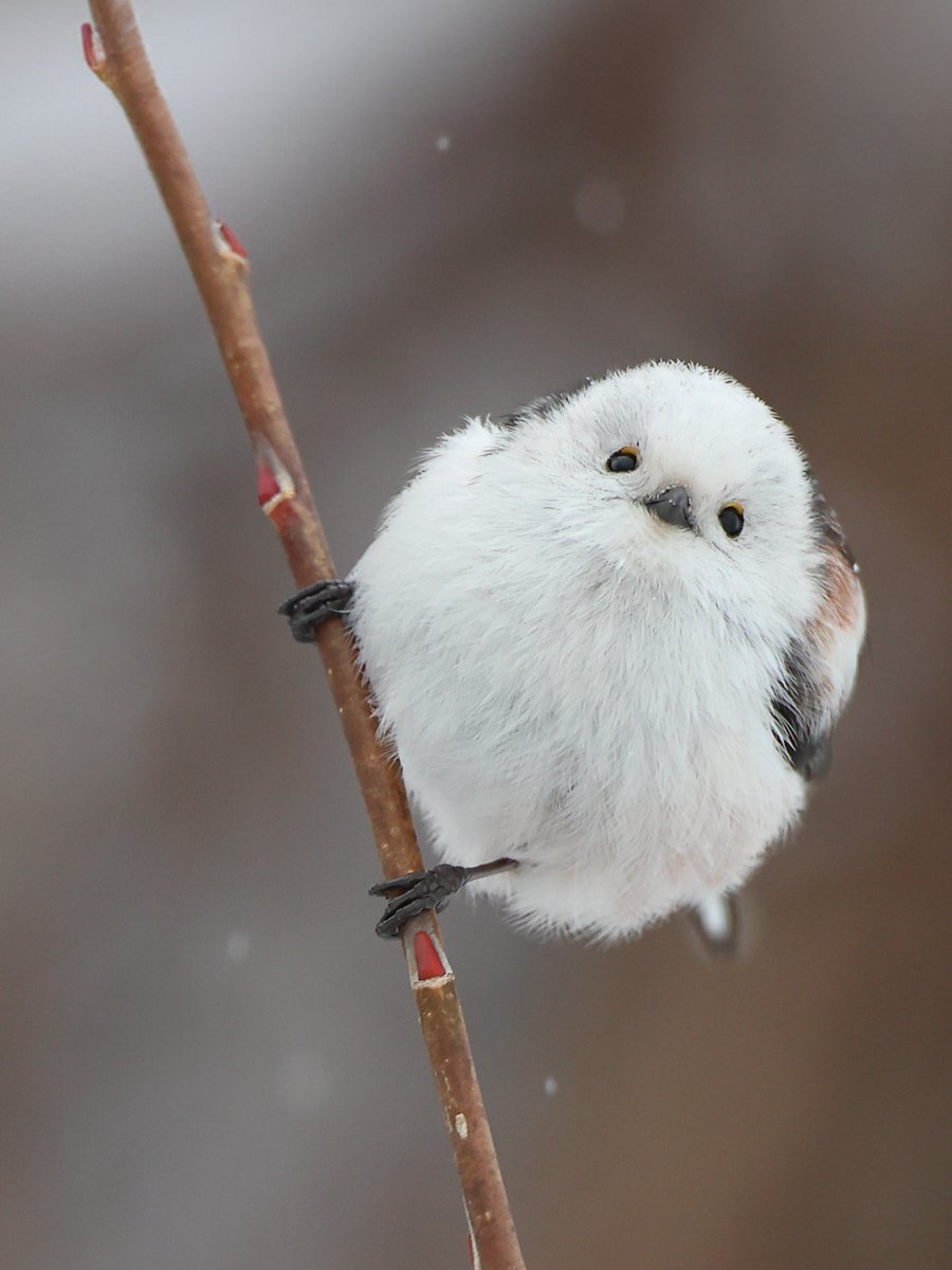 はむりん (@HAMUHAMUHAMURIN) / Posts / X