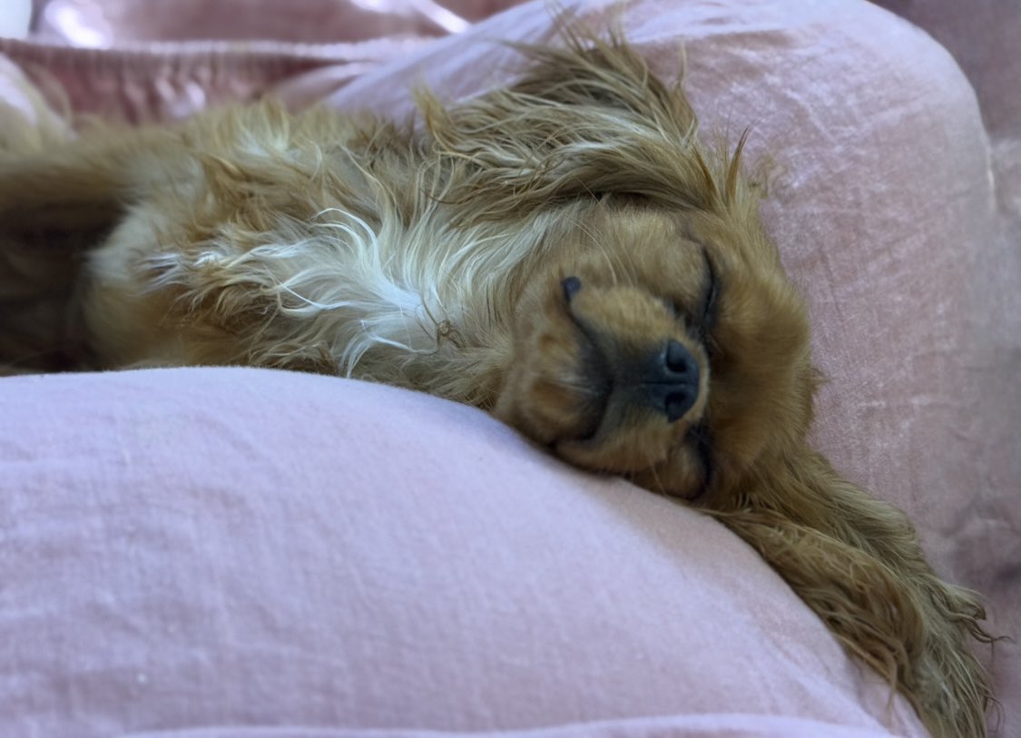 BeesVees tweet media