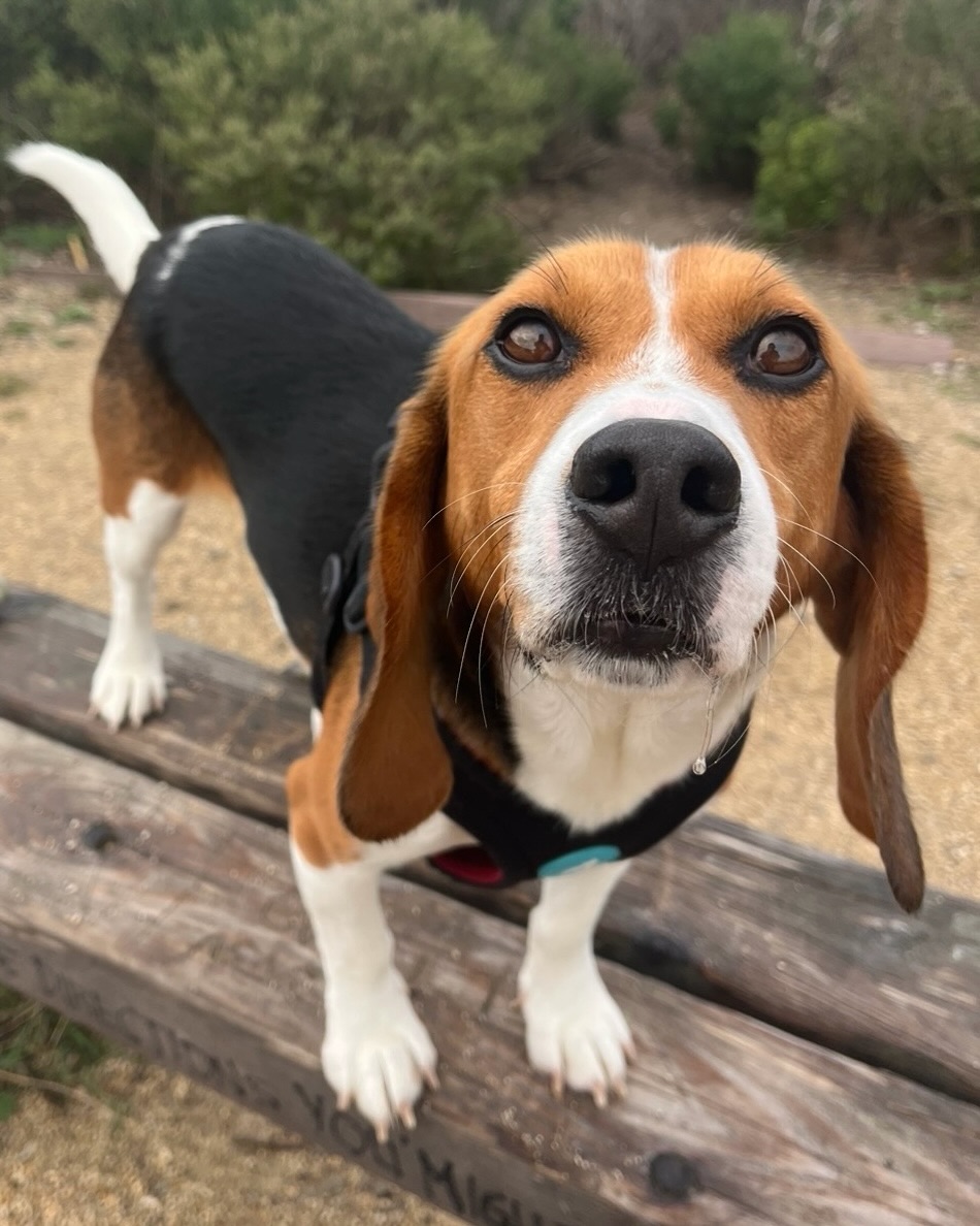 Beagle Freedom Project tweet media