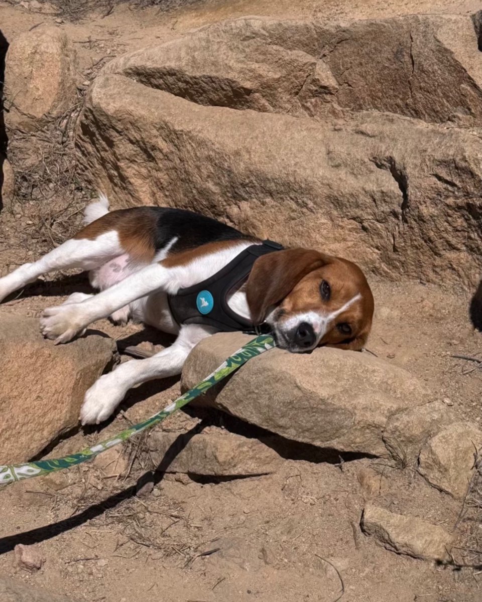 Beagle Freedom Project tweet media