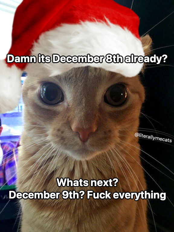 LiterallyMeCats tweet media