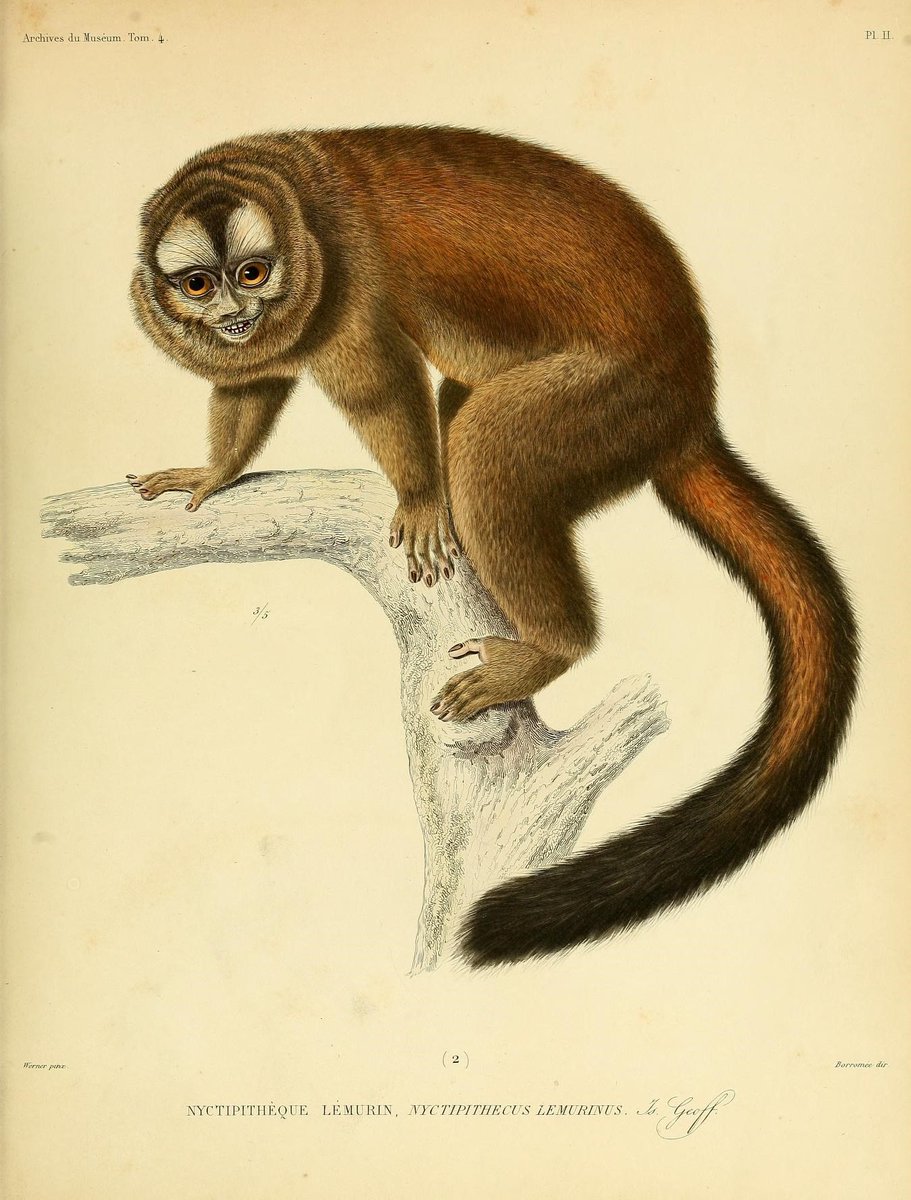 CRCiencia's tweet image. ILUSTRACIENCIA
Cercopithecus monoides / Nyctipithecus lemurinus
📚 Description des mammifères, Paris, Le Muséum, 1843
#Mamiferos #Primates #IlustraCiencia