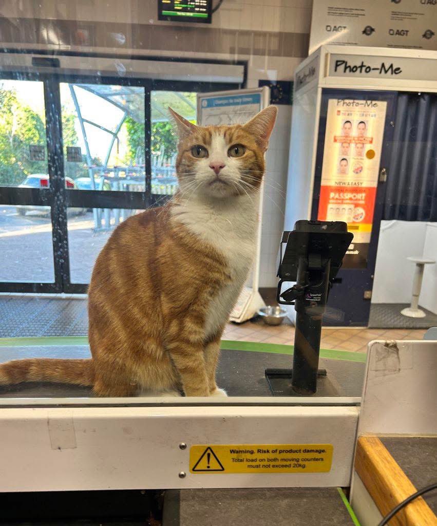 Good morning and welcome to marvellous marmalade Monday

Many of our troubles would fade if we chose honest conversations with one another, instead of conversations about one another.

Most problems shrink when we speak to people, not about them

Be kind

#CatsOfTwitter