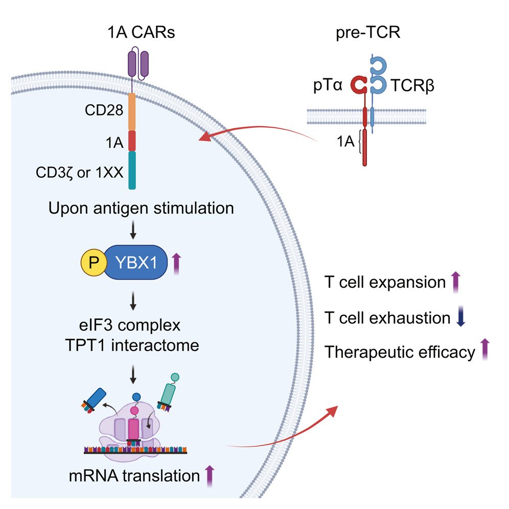CreaBioarray's tweet image. pTα enhances mRNA translation and potentiates CAR T cells for solid tumor eradication cell.com/cell/abstract/…