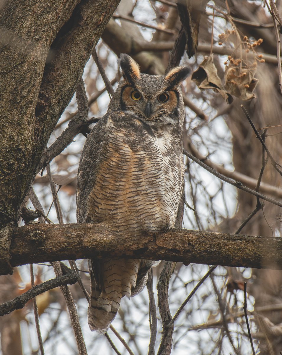 William Murray tweet media