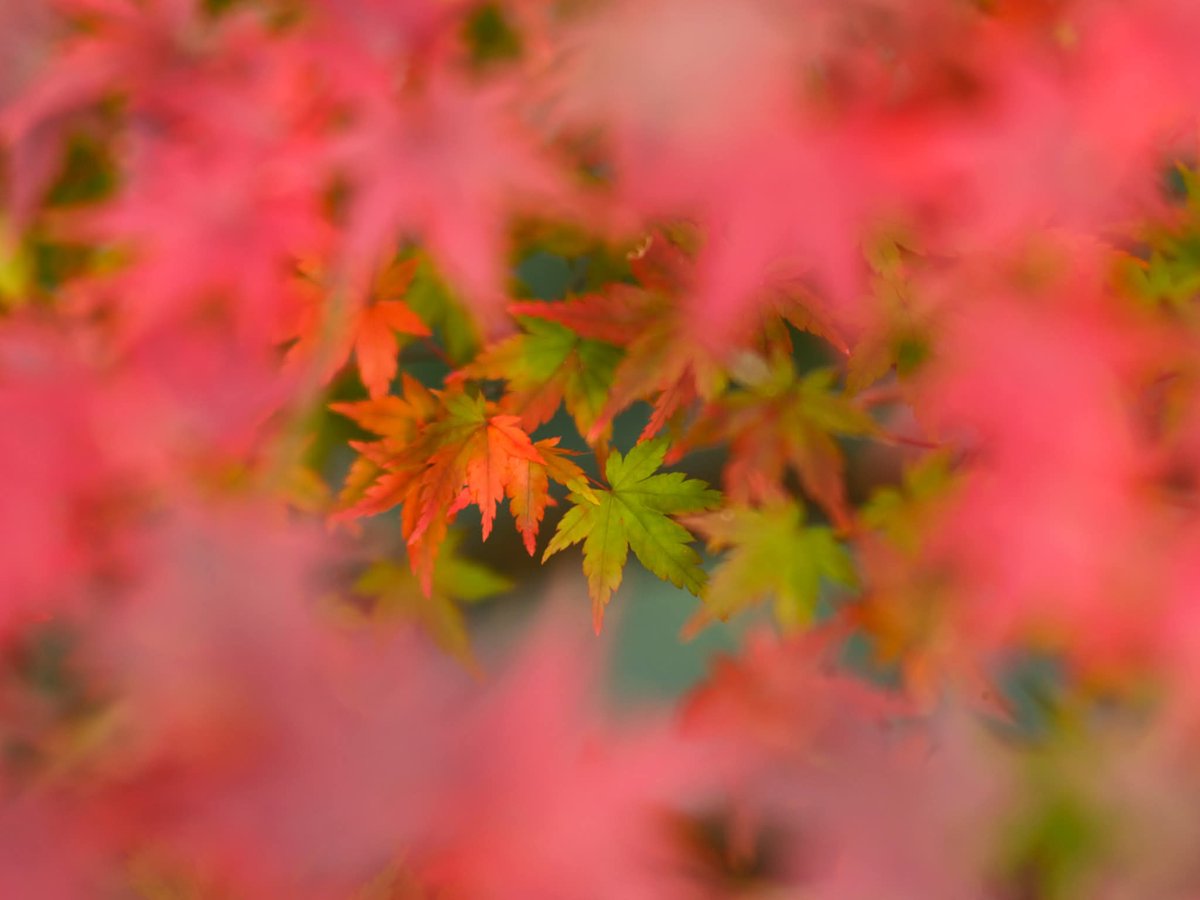 kenjiueta's tweet photo. 思い出の写真。
いろんな色の葉っぱがあり可愛かったです。
FUJINAR 30cm F4.5 開放
FUJI FILM GFX
#カンボ45
#cambo
#FUJINAR
#FUJINAR300mm
#FUJIFILM
#GFX
#GFX50s
#自然
#自然写真 https://t.co/mqBKLU6LRn