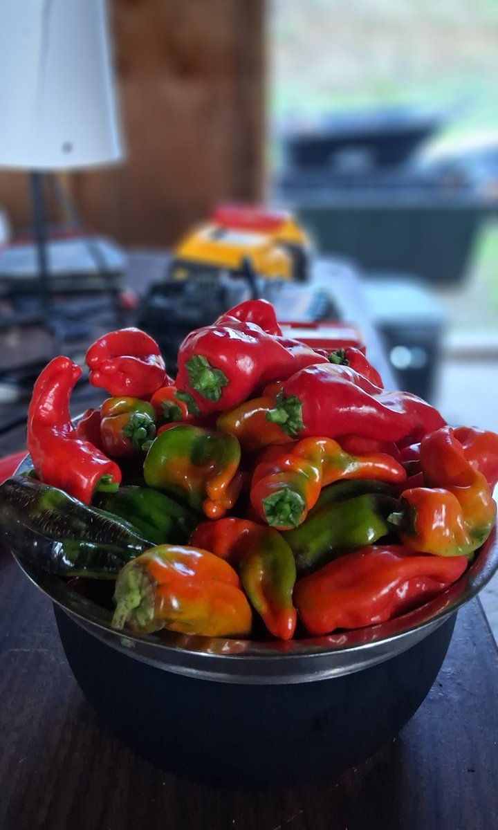 Harvesting peppers in December.