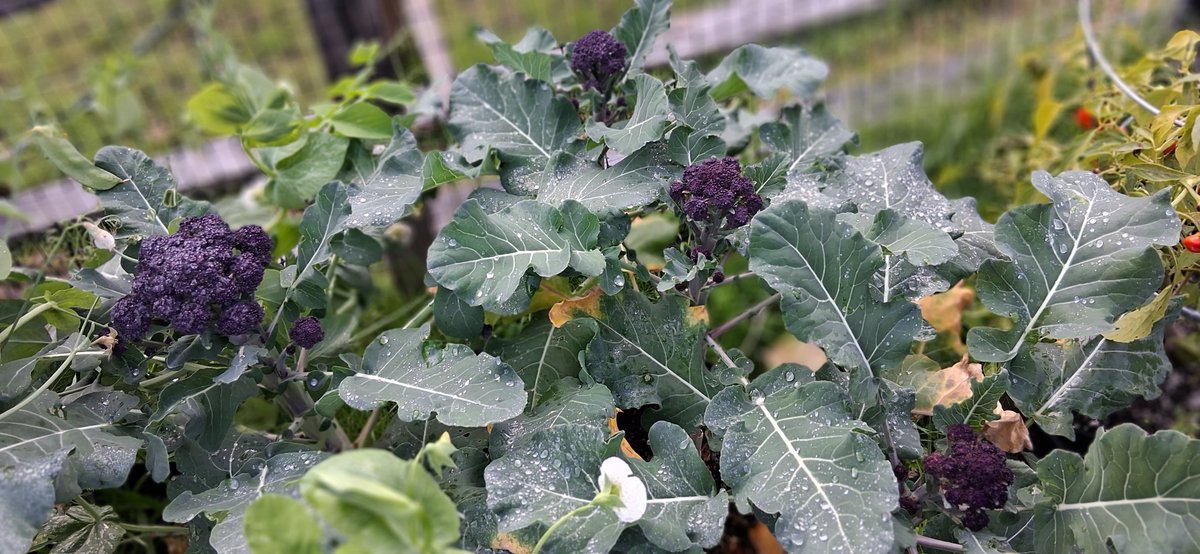 Brocolini got purrrrrps