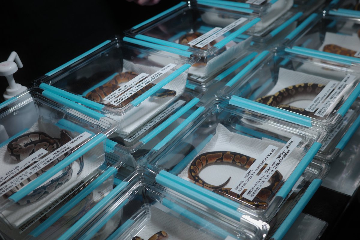 SANTERIA tweet media