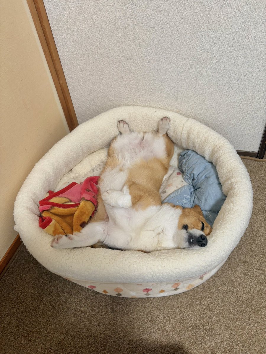 冬限定コギ鍋🍲