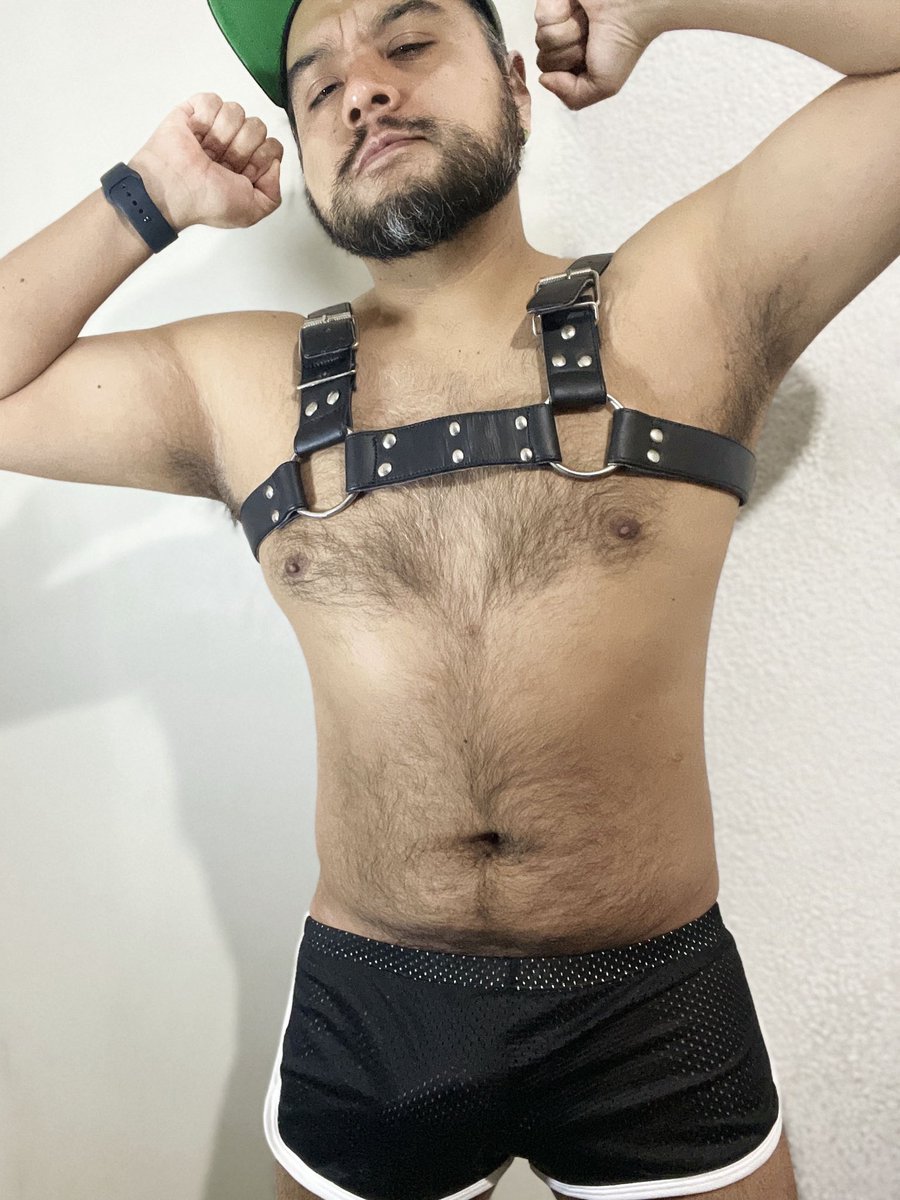 Capibara con arnés 👹