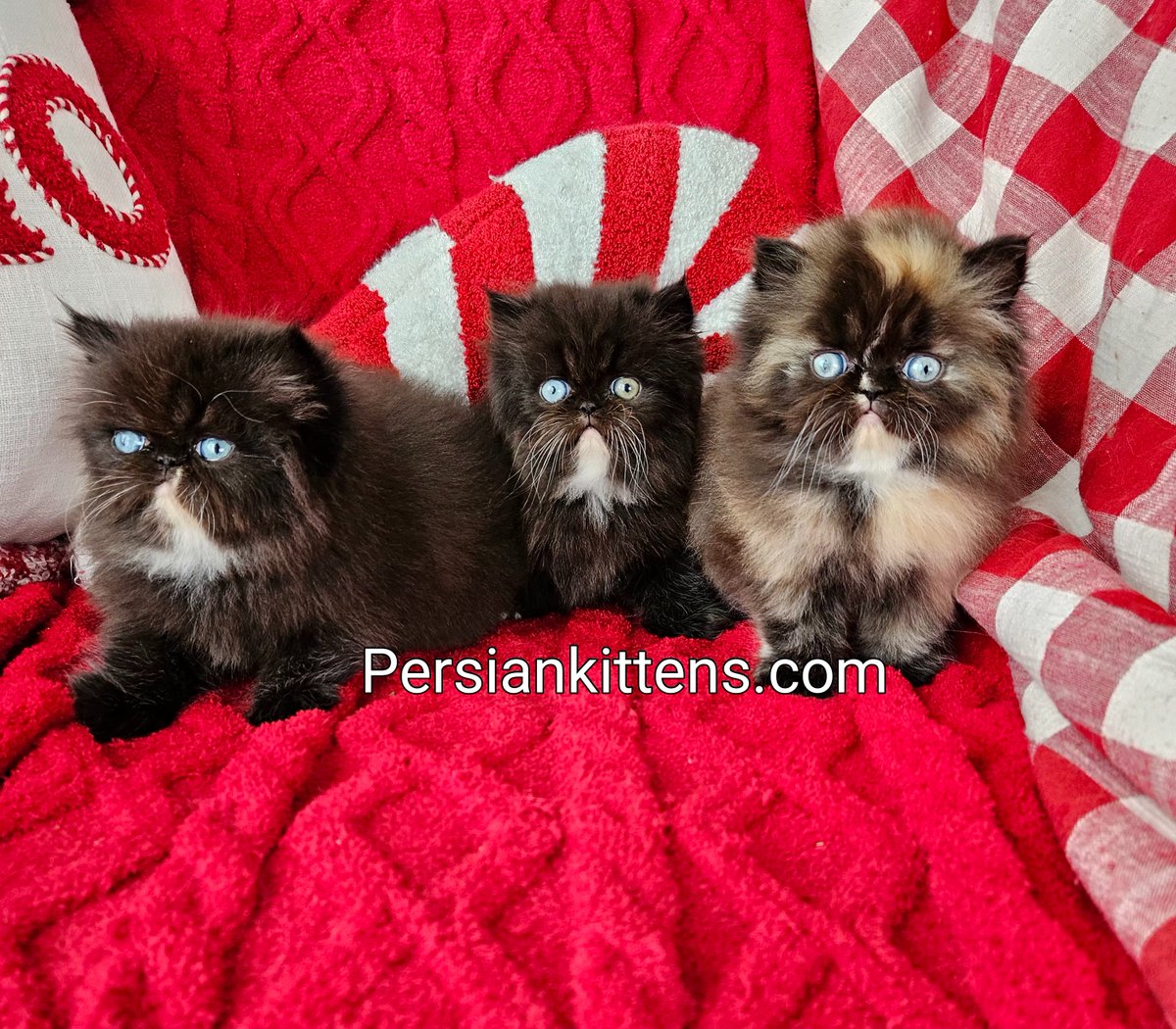 dollfacekittens's tweet photo. Warm paws, warm heart, winter magic. ❄️❤️🐾
https://t.co/T2yfJCAOAj
#persiankittes #CatsOfTwitter #catlovers #kittens #cutekittens #pets #fyp https://t.co/01cgQot7sn