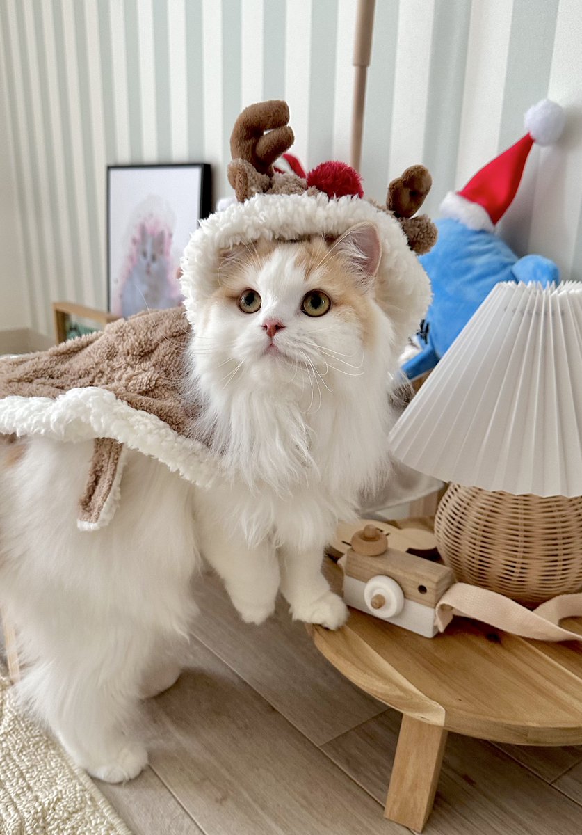 今日はわんにゃんリボンデーにゃの？