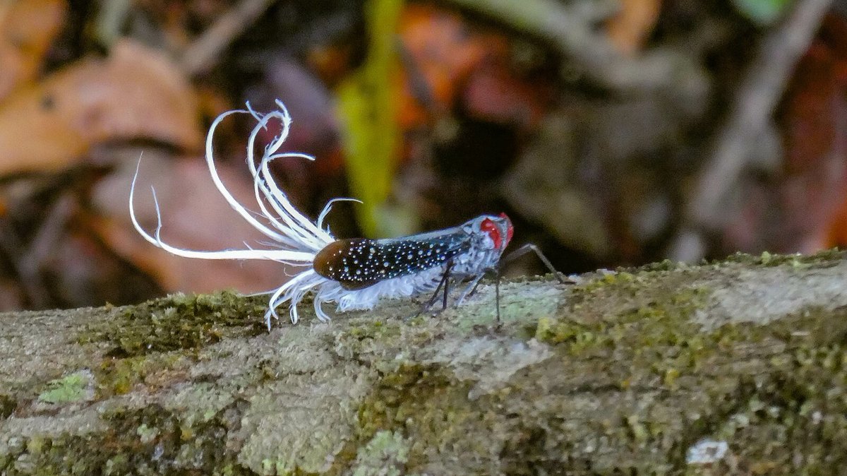 Tinsel ⁎⁺˳ 🌸 tweet media