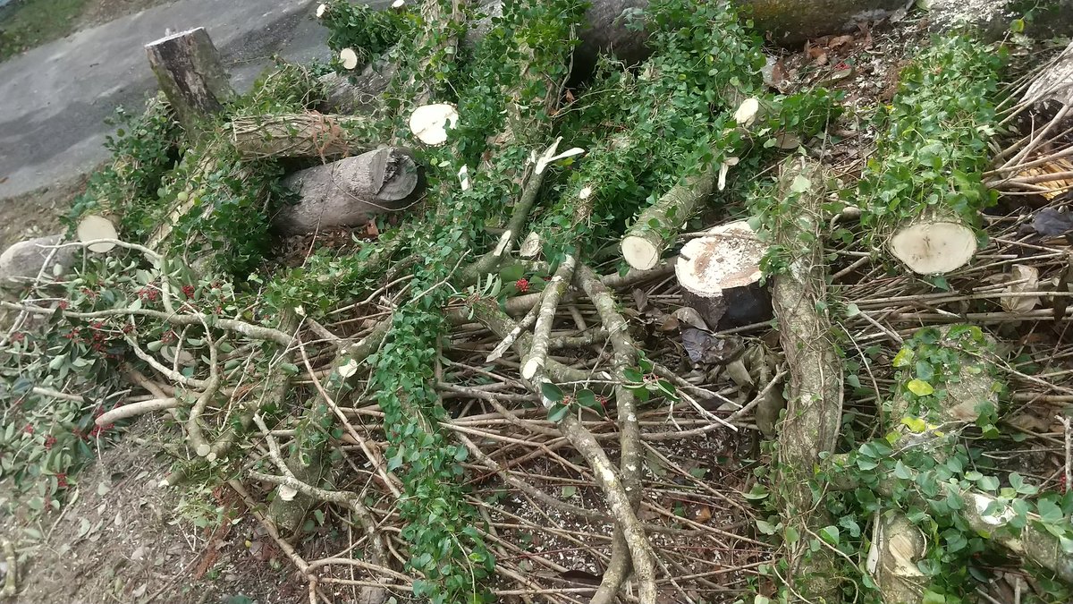 昨日伐採した大量のクロガネモチに囲まれて　大金持ちになったキブン