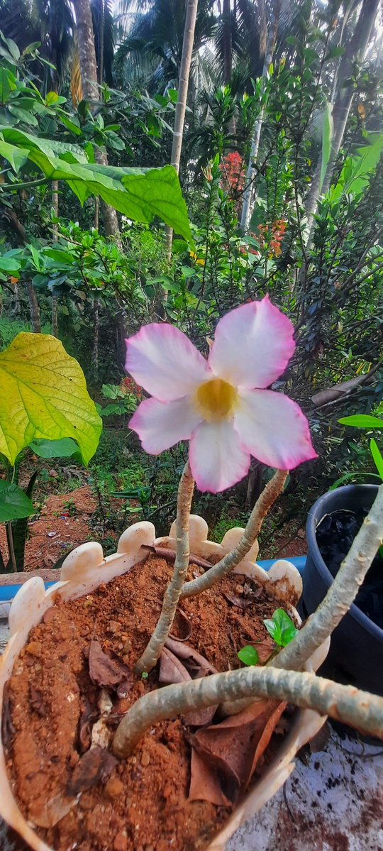 raju7579's tweet image. Good morning dears 🌹💗❤️😍🥰✨️