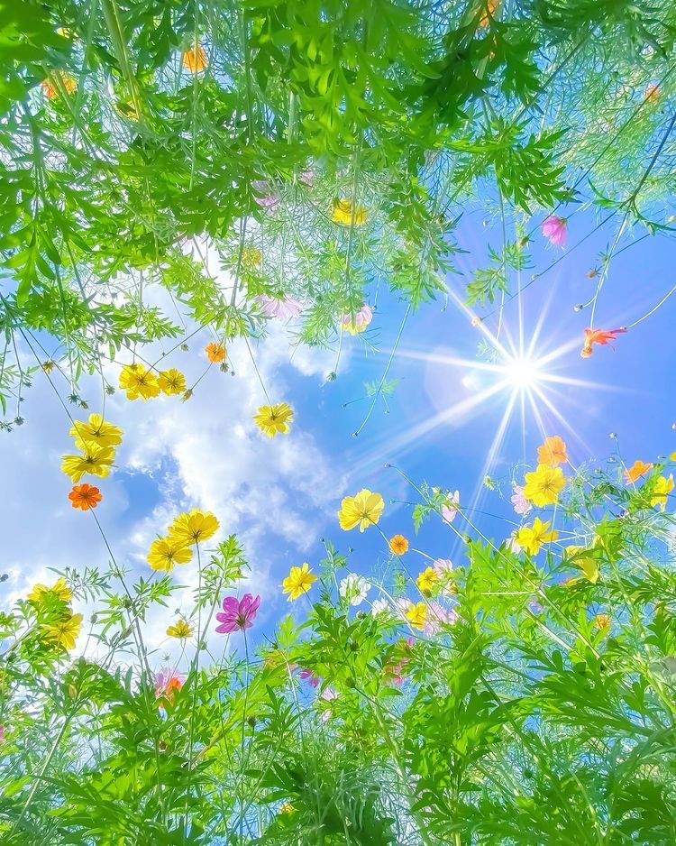 Good morning🥰
Wish you a great New Week 🌸🌿🌹