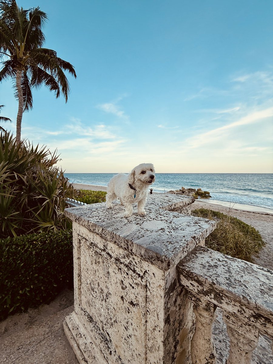 LIZ CROKIN tweet media