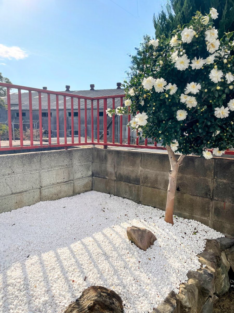 filtom's tweet photo. The camellias at FILTOM labo are in full bloom.
研究所の山茶花が満開です。

The True Form of Living Ingredients. 
美しさは健全な環境に宿る。

FILTOM is seeking partners to expand our Living Ingredients (“Nama Care”) technology worldwide. Please feel free to contact FILTOM Global.
https://t.co/iRTA3kQ1Ra