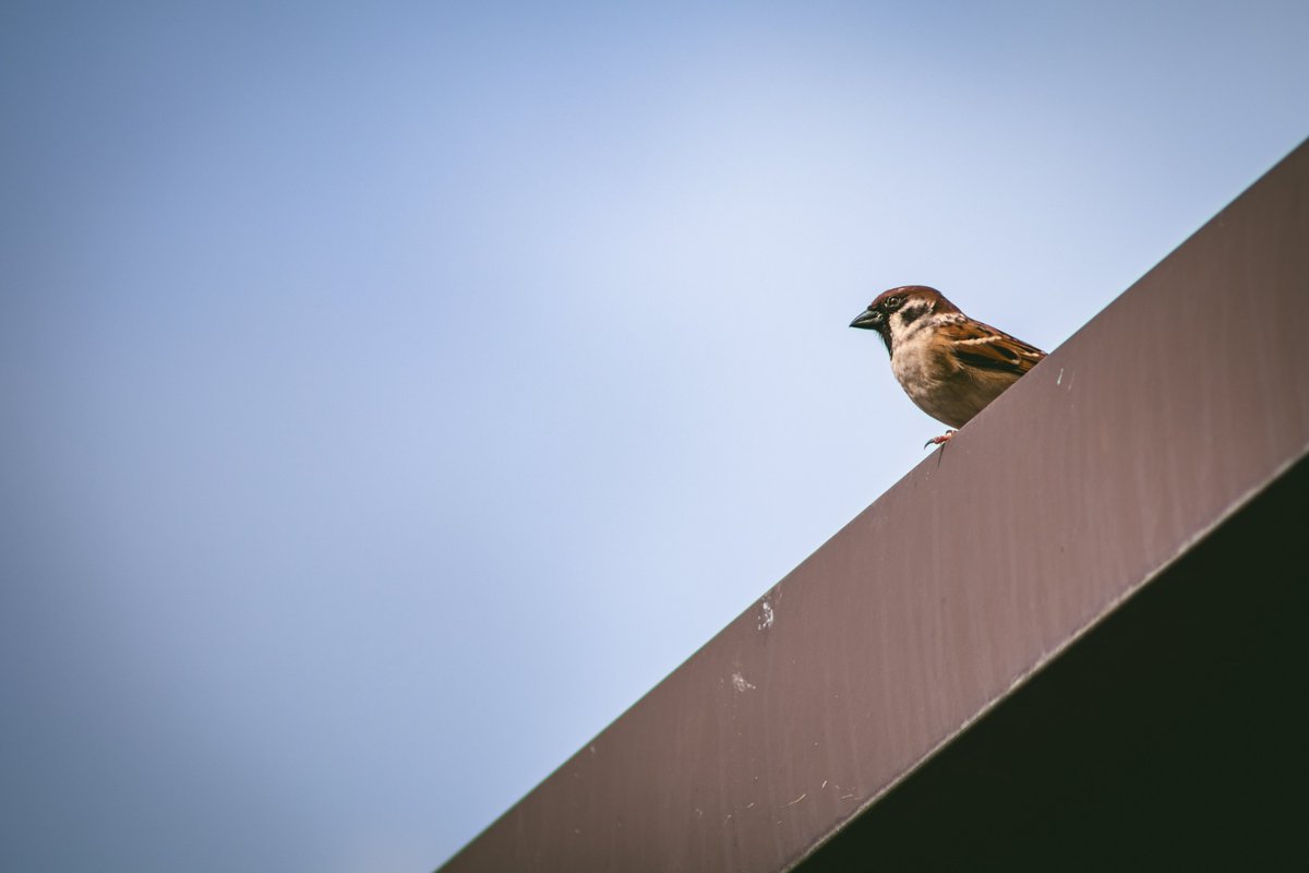 ferdinandsilva's tweet photo. Handheld test photos with my new Canon RF 75-300mm lens! #notAIgenerated https://t.co/zTwdEhgydO
