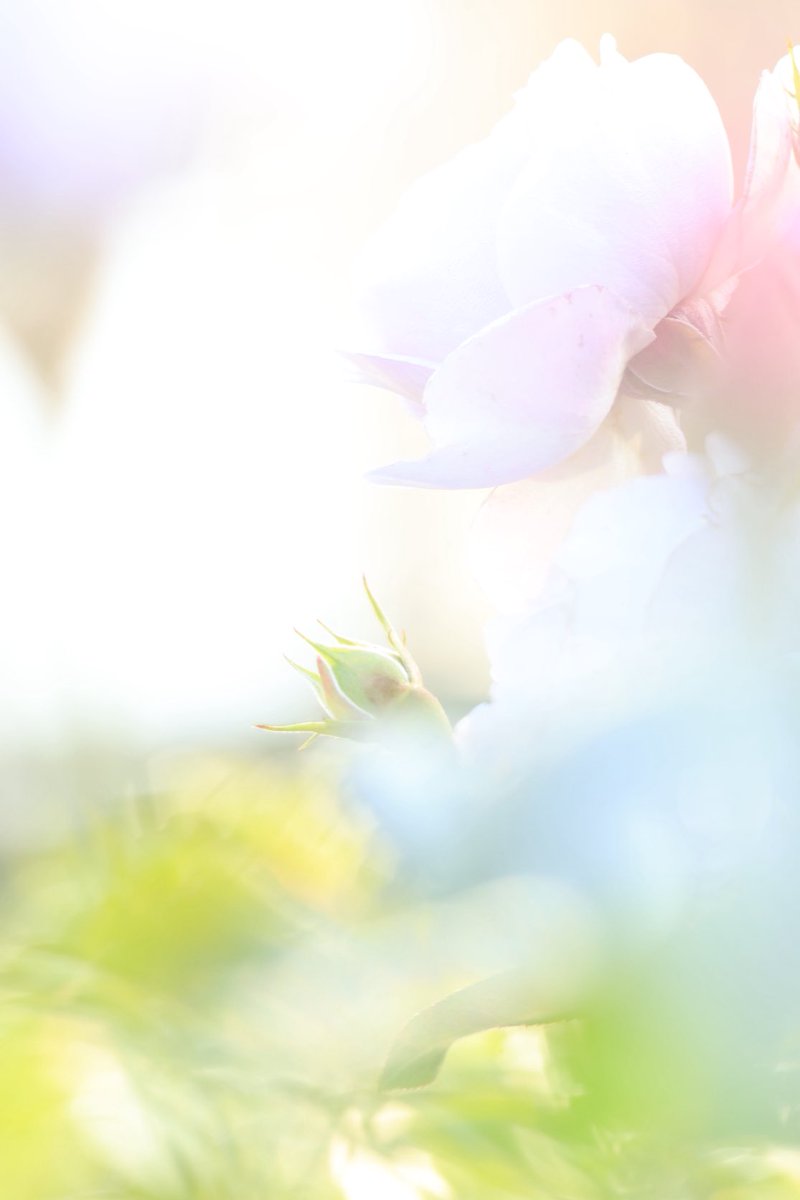 アリス (@alice8944) / Posts / X