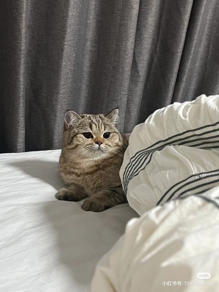 vx-underground tweet media