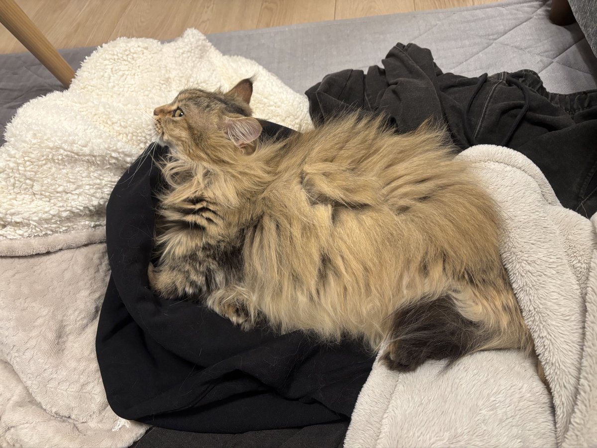 #猫 #マンチカン #猫のいる暮らし 
服のタグ取り終わって気が付いたらこれ