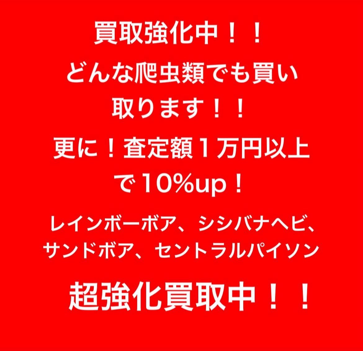 peach_chan_8's tweet photo. 爬虫類の買取強化中です！
全国対応しております！
DM等でお問い合わせください！ https://t.co/g6p1e21TVp