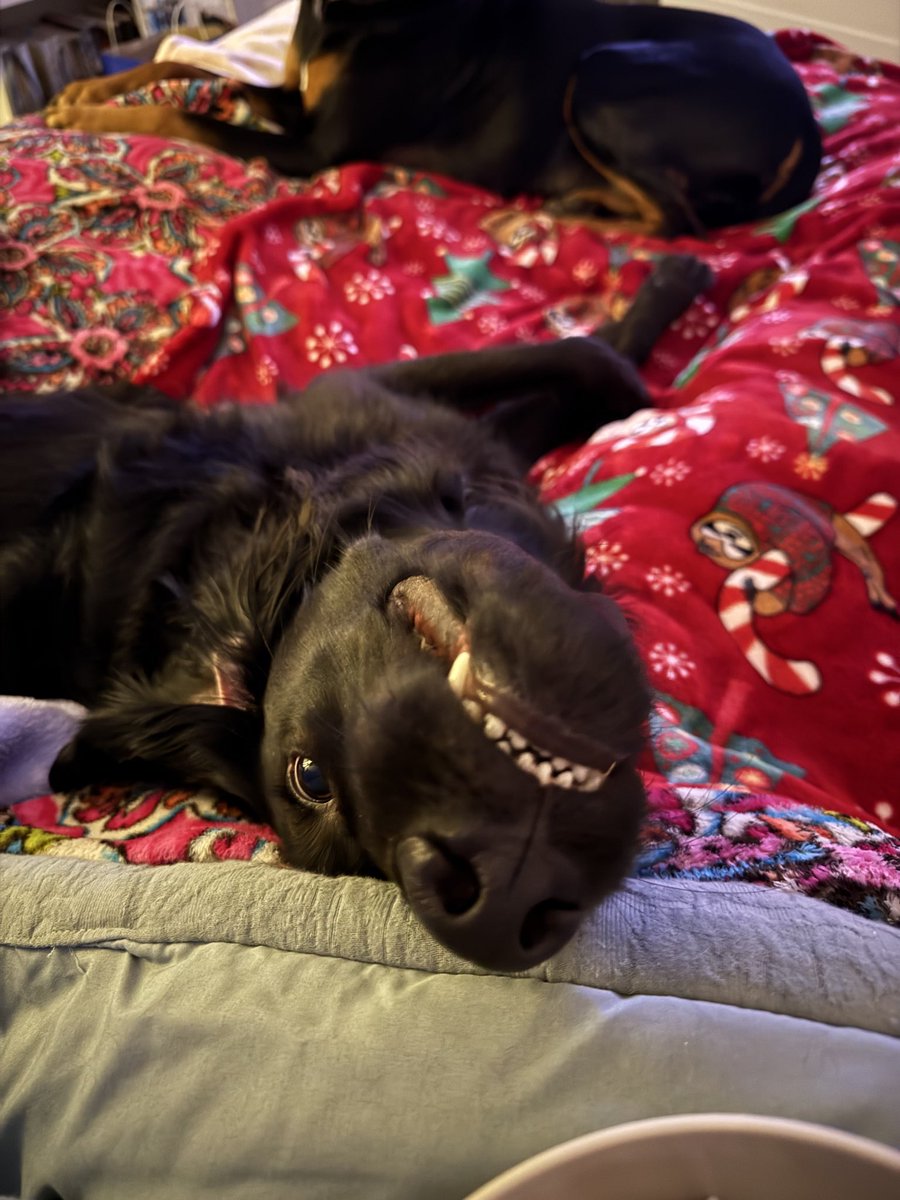 Everyone say hi to my dog Bo 😡👇🏻