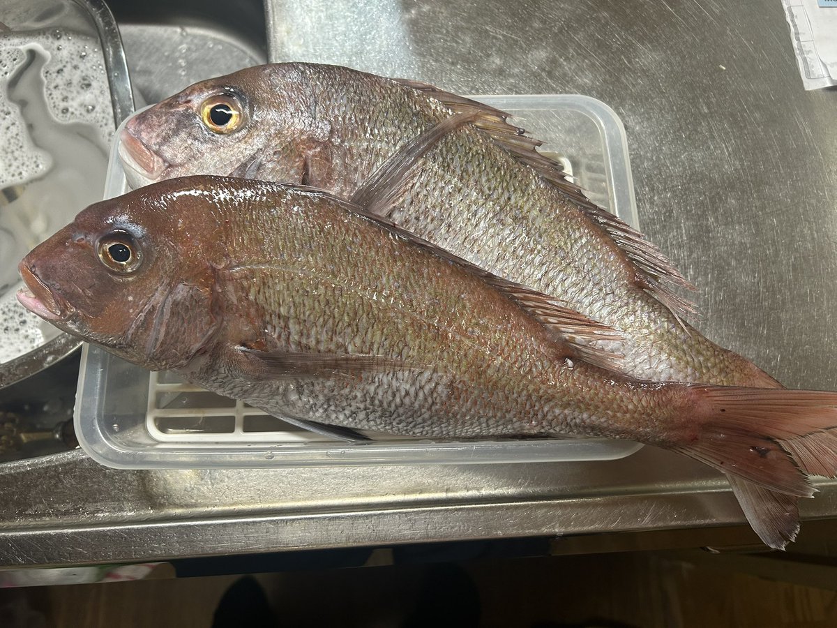 Tuyoshi (@QM6xqb8yGjV3Z7n) / Posts / X