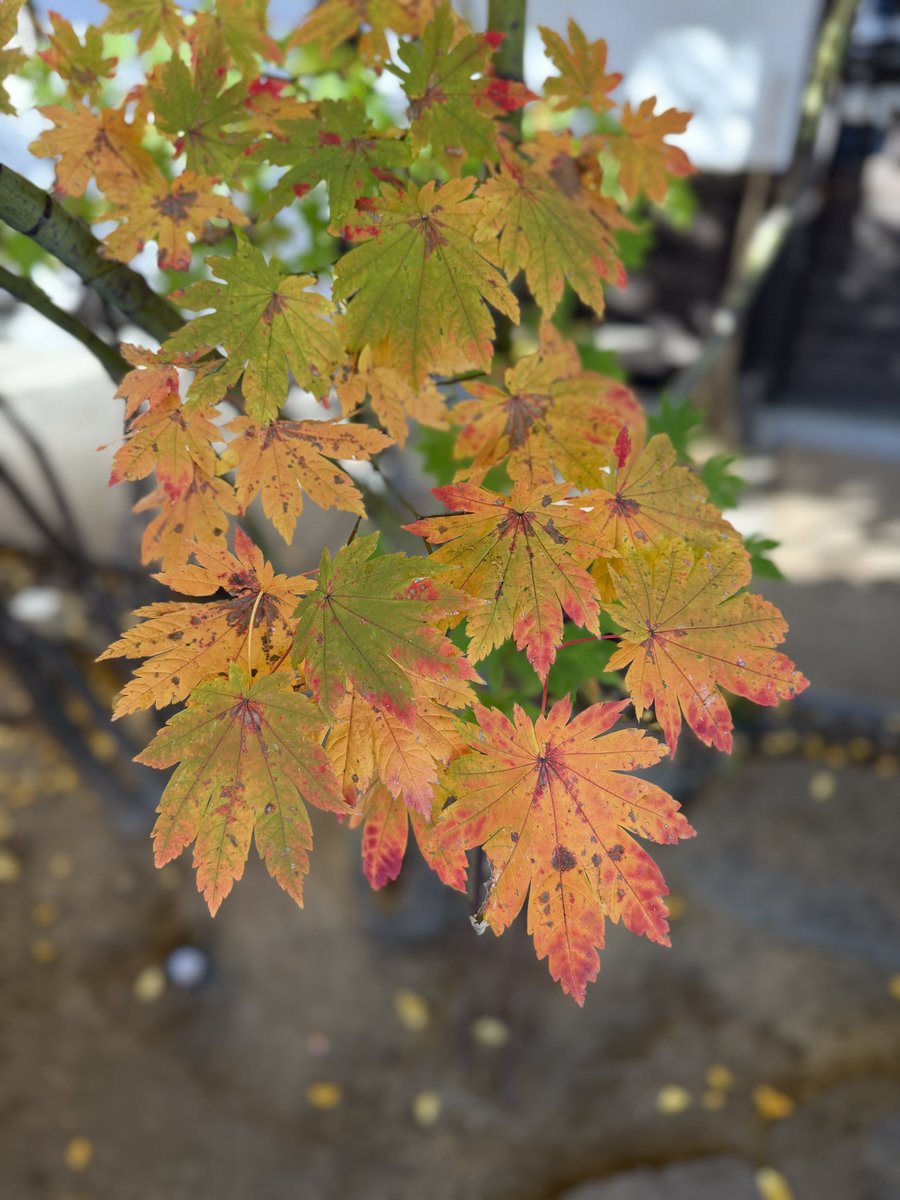 Creator (@izawa369) on Twitter photo 