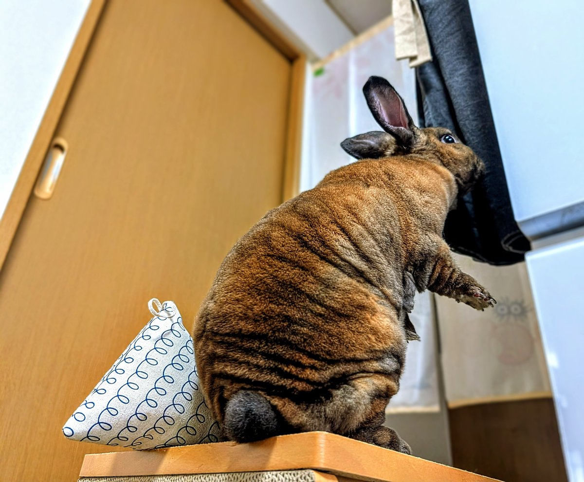 lioziro473's tweet image. まるでゴジラのようです