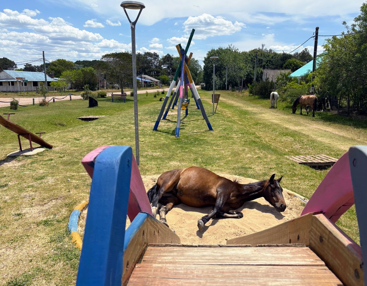 albertosilvauy's tweet photo. Háblame de 1er mundo…
En muchisimos países existen plazas con toboganes.
Pero es difícil que en alguna se vea esta imagen.
Yo no se si este #caballo se tiró o no por el #tobogàn, pero si estuvo retozando en el arenero del juego.
Esto puede pasar en #Valizas, #Rocha, #Uruguay. https://t.co/FuXoet81Gk