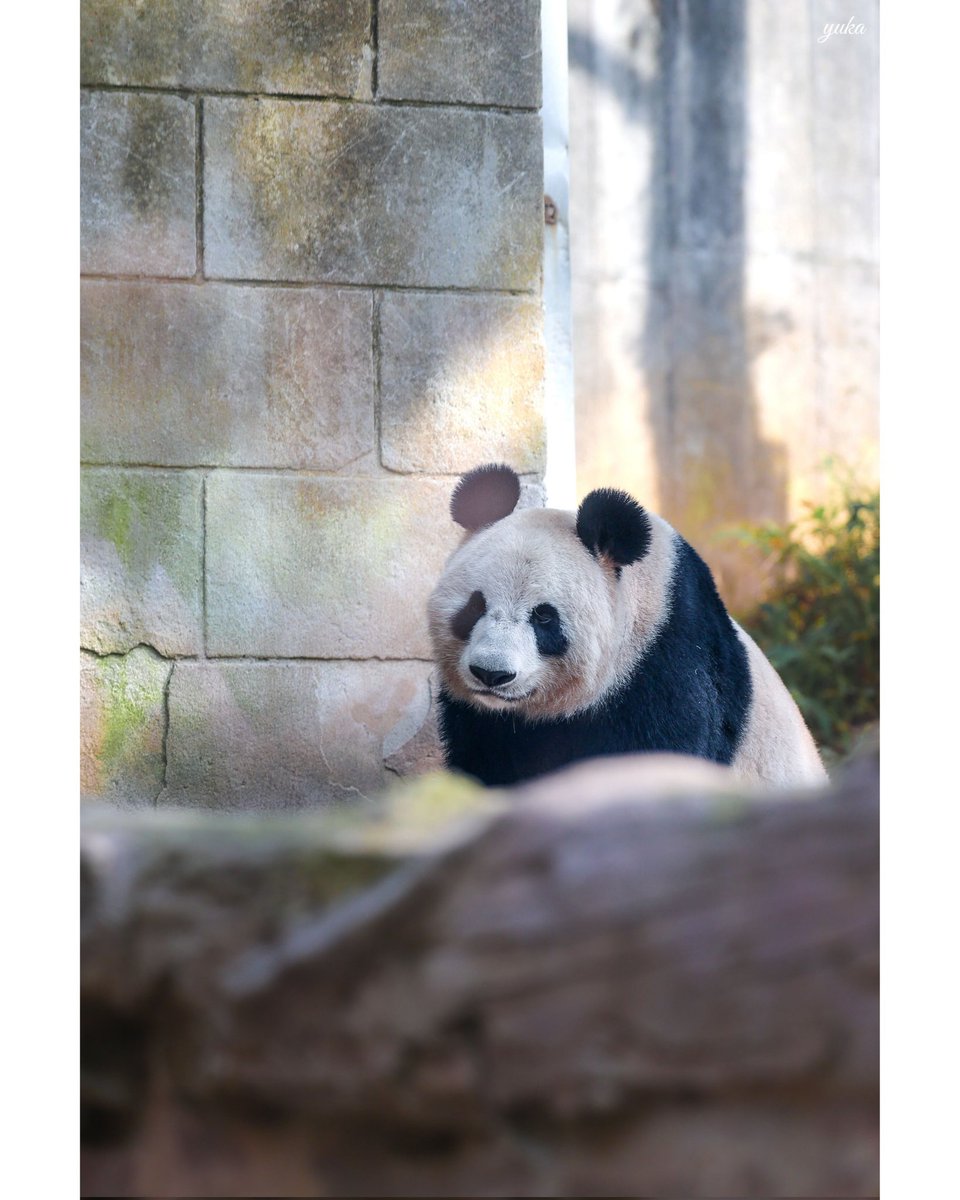 ほしこ (@hoshiko_panda) / Posts / X