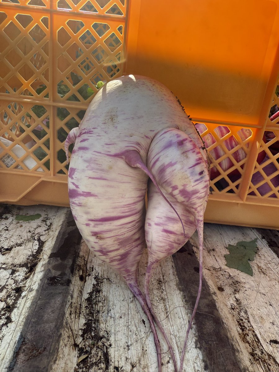 kashimura_farm's tweet photo. だいこん https://t.co/p7oM9lyocK